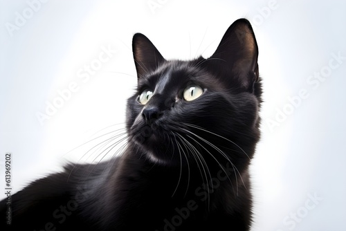 black cat isolated on a white background , Copyspace  © Infinity