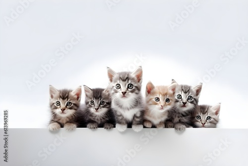 Multiple cats isolated on a white background , Copyspace
