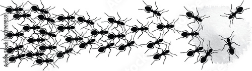 Black ant eat white sugar