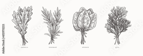 Arugula, rosemary, spinach, dill. Spicy plants on a light background isolated. Design element for packaging, menu, market. Vintage botanical illustration in engraving style.