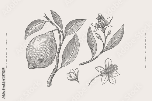 Set of hand-drawn lemons and flowers in engraving style. Citrus fruits sliced and whole. Design element for markets, shops, cafes, restaurants, and packaging. Vintage botanical illustration.