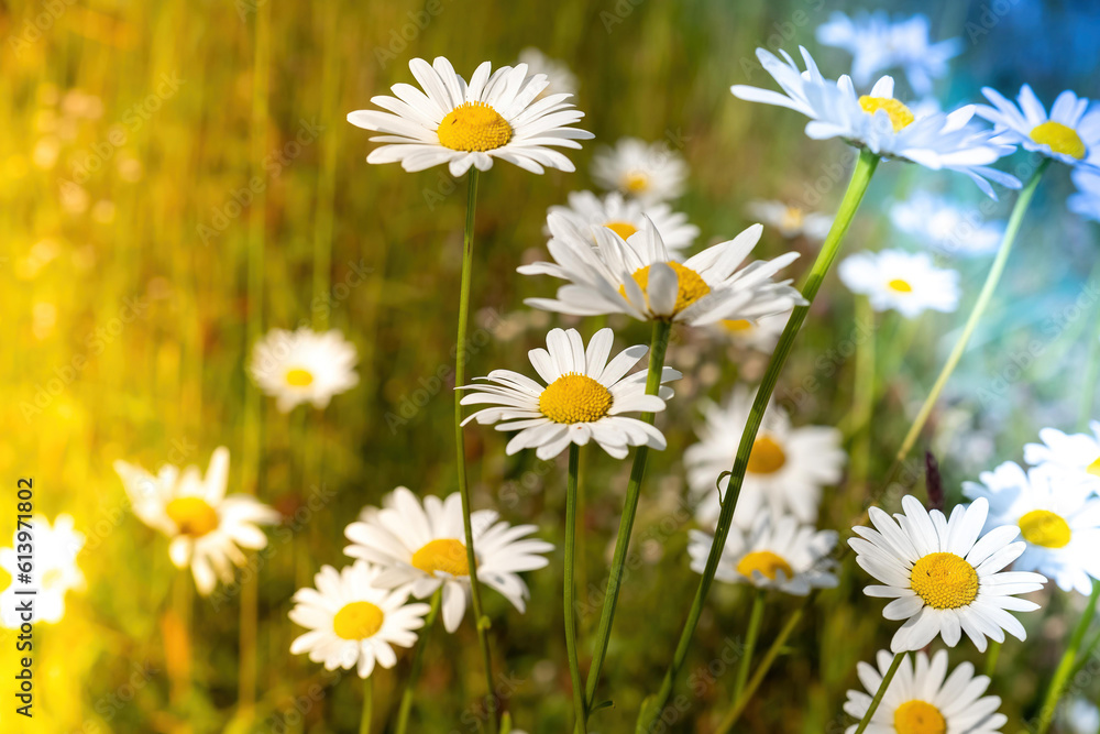 Fototapeta premium daisies with light effects in the sun