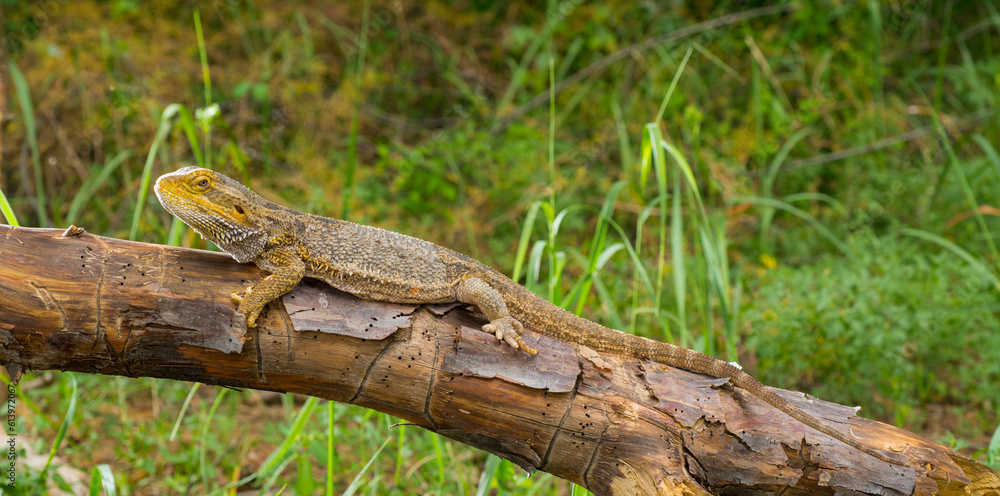 bearded dragon lizard camouflaged on a tree bearded dragon lizard camouflaged on a tree