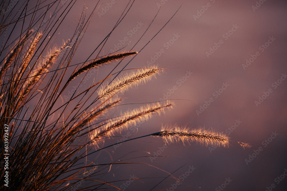 Obraz premium wheat field at sunset