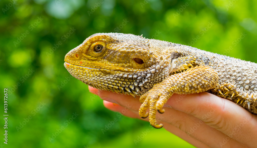 Obraz premium close-up portrait lizard bearded dragon on green nature background for desktop wallpaper banner background