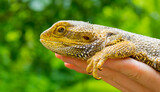 close-up portrait lizard bearded dragon on green nature background for desktop wallpaper banner background