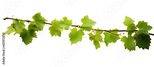 branch_of_green_ivy_on_white_background