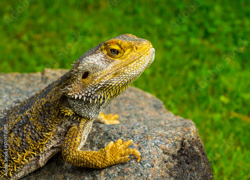 lizard bearded dragon sits on a stone against the background of green grass