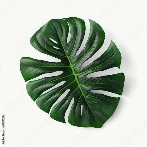 large_fake_monstera_leaves_on_a_white_background
