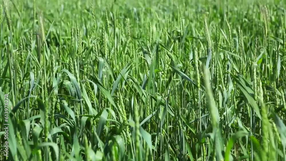 Rural landscape and eco-friendly grain cultivation. Rural landscape and eco-friendly grain cultivation.