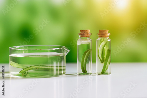 Aloe vera. Aloe vera cosmetic product, natural ingredients and laboratory glassware. Against the backdrop of nature with a sun glare. Serum, essence, toner.