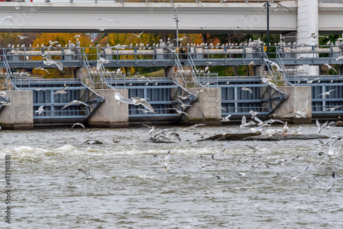 Gulls At The Dam On Fox River In De Pere, Wisconsin, During Fall Migration