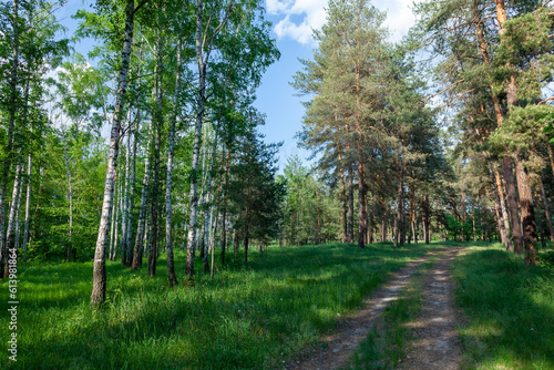 A bend in the road at the edge of a birch grove and a glade covered with green grass on a bright spring sunny day. Kreminna Nature Reserve  Lugansk reg.  Ukraine.