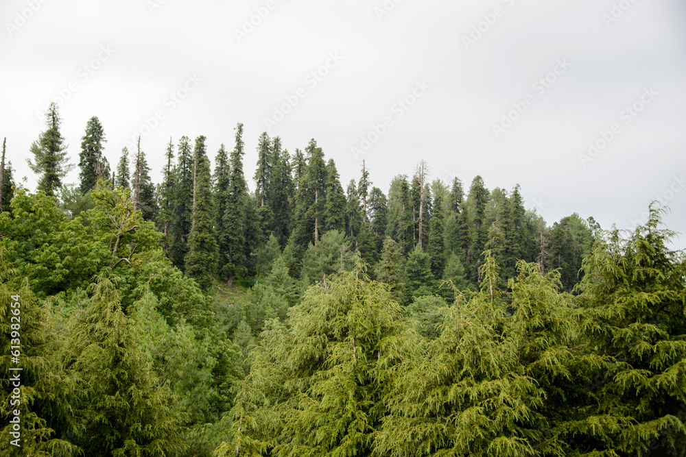 Obraz premium Pinus Roxburghii Tree on the Mountains in Nathia Gali, Abbottabad, Pakistan.