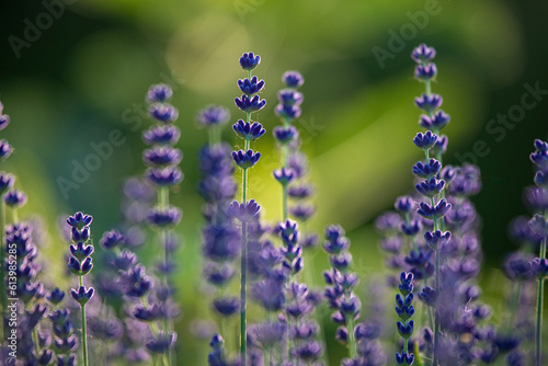 Close up Lavender flower blooming with soft green background