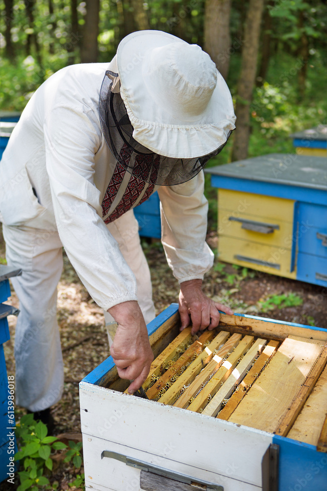 Beekeeper is working with bees and beehives on the apiary. Beekeeping. Apiculture. Beekeeper is working with bees and beehives on the apiary. Beekeeping. Apiculture.