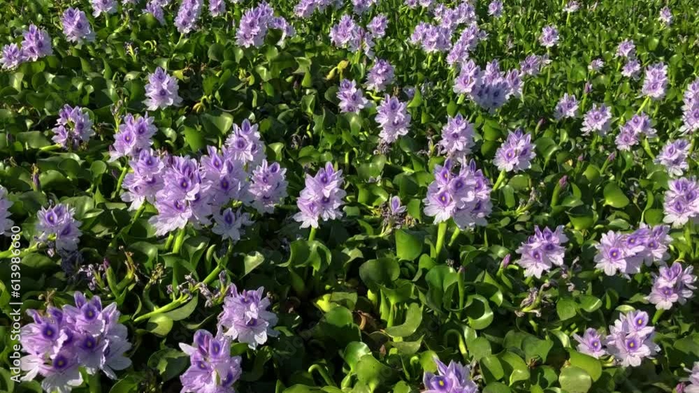 Water hyacinth flowers (Eichhórnia crássipes) in a pond, The lake is overgrown with purple flowers. Water hyacinth flowers (Eichhórnia crássipes) in a pond, The lake is overgrown with purple flowers.