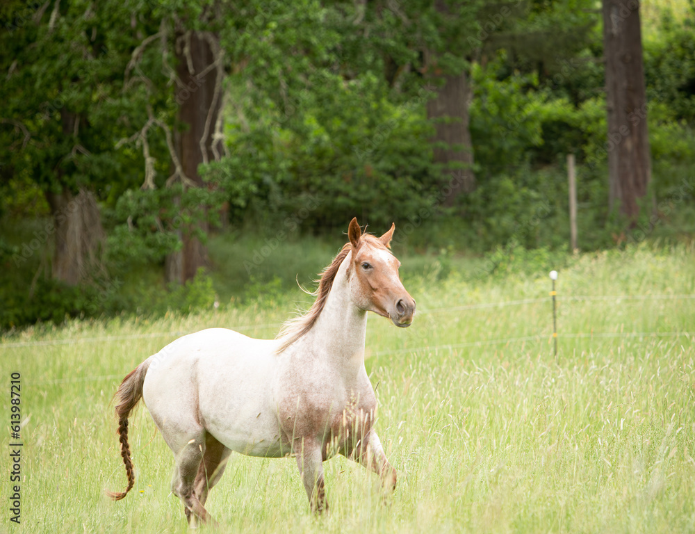Obraz premium horse in the field