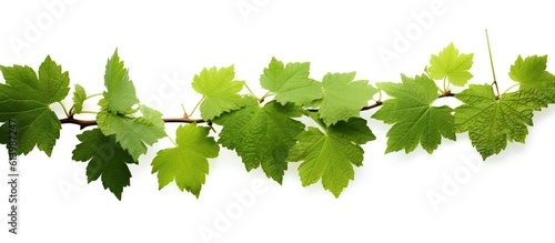 leaves_of_a_grape_bush_grow_on_a_branch