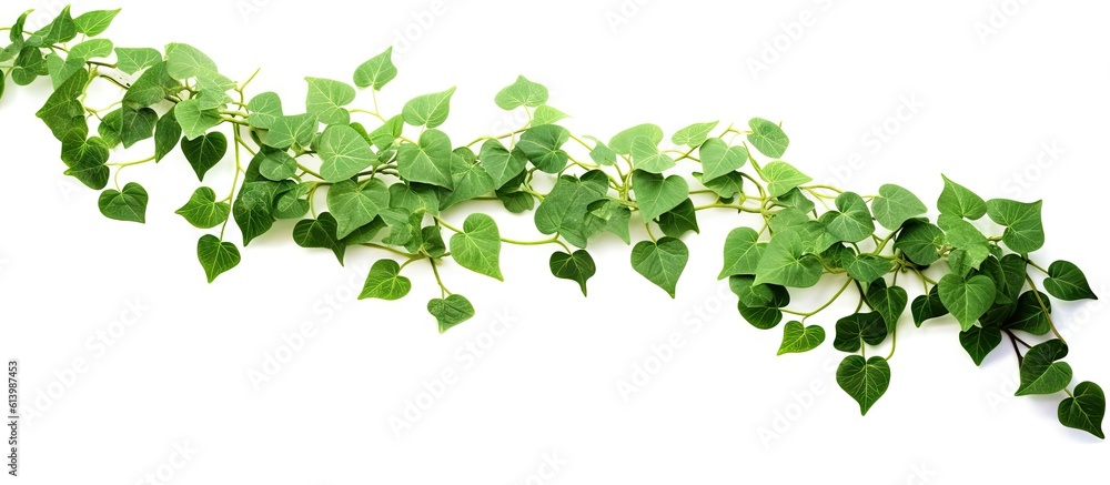 leaves_of_a_grape_bush_grow_on_a_branch leaves_of_a_grape_bush_grow_on_a_branch