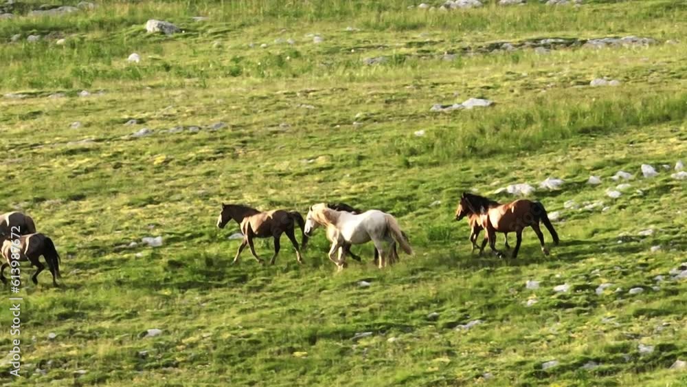 Epic Aerial Over Large Herd Of Wild Horses Running Galloping In Wild Nature Slow Motion Through Meadow Golden Hour Horse Breeding Ecology Exploration Power and Endurance Concept 4K Epic Aerial Over Large Herd Of Wild Horses Running Galloping In Wild Nature Slow Motion Through Meadow Golden Hour Horse Breeding Ecology Exploration Power and Endurance Concept 4K