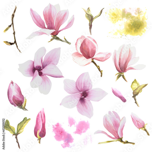 Fototapeta Naklejka Na Ścianę i Meble -  Magnolia flowers set, watercolor illustration. Hand drawn isolated