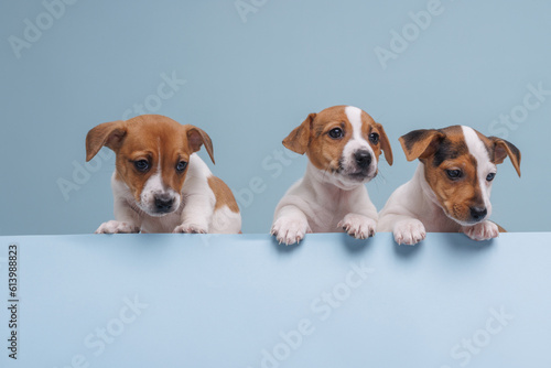 three jack russell puppies close-up, on an isolated blue background photo