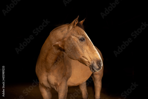 brown horse portrait