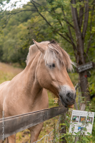 Beatiful buckskin  dun horse with mane eating with tongue on display