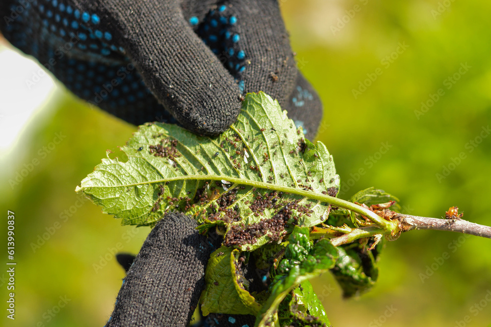 Foto de Colony of black aphids on a cherry tree damage from garden