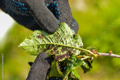 Colony of black aphids on a cherry tree damage from garden pests photo