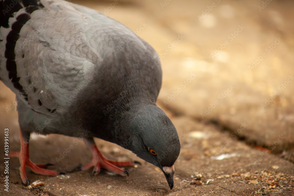 Fototapeta premium Cute pigeon feeding bread crumbs close-up, friends and city spring 2023