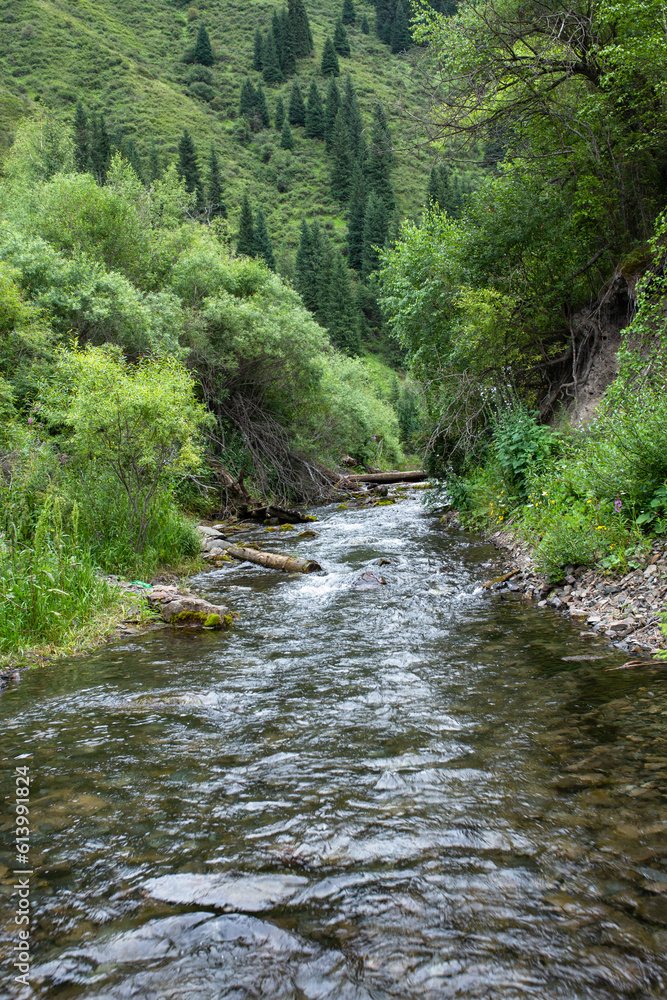 cold mountain river in the forest area in the mountains cold mountain river in the forest area in the mountains