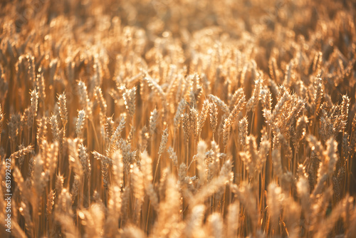 Dry orange ripe wheat spikelets on agricultural farm field glowing by the golden sunset light. Ukraine  Europe