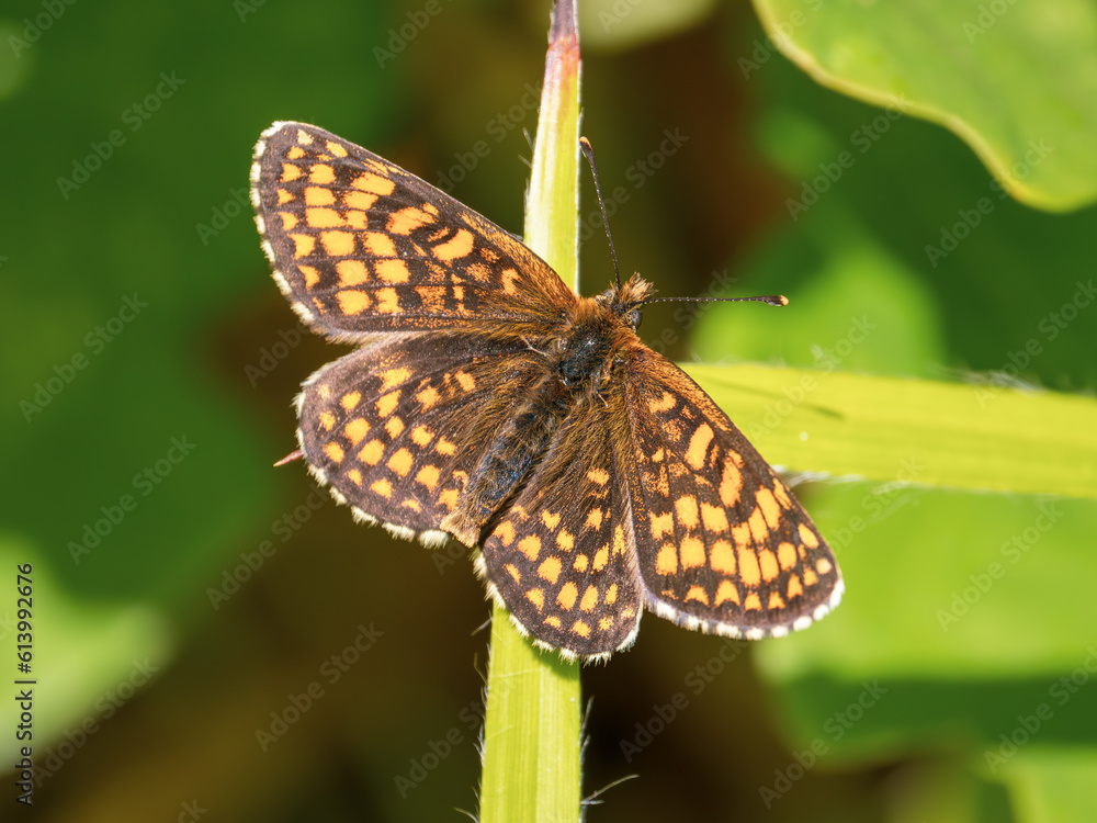 Fototapeta premium Heath Fritillary Resting on a Leaf