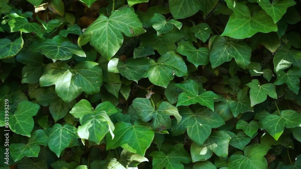Sun spots Ivy Hedera plant filling the wall of the house. Wind gusts shake leaves Sun spots Ivy Hedera plant filling the wall of the house. Wind gusts shake leaves
