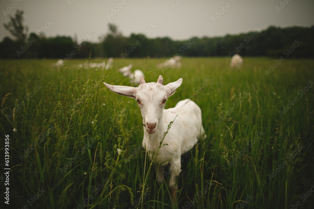 Saanan dairy goats on a small farm in Ontario, Canada. Saanan dairy goats on a small farm in Ontario, Canada.
