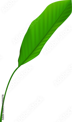 Tropical banana leaf  realistic palm foliage. 3d isolated summer plants  mexican trees  botanical spring. Hawaii tropical green trees  monstera. ginger leaves  transparent  png