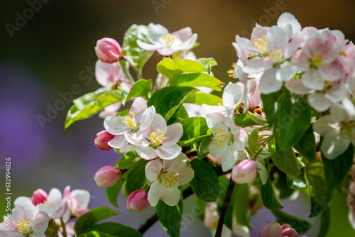 Pretty spring blossom in the sunshine  with a shallow depth of field