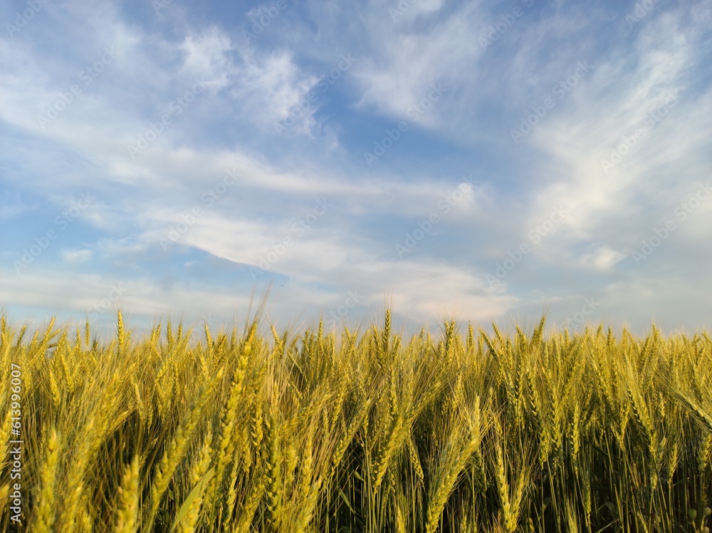 Fototapeta premium field of wheat