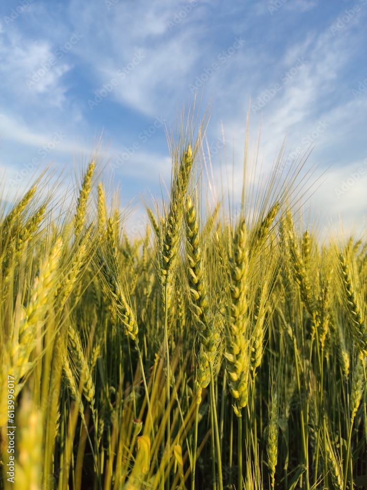 field of wheat field of wheat