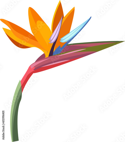 tropical flower. Strelitzia orange tropical flower. Exotic tropical Strelitzia flower or bird of paradise.realistic style, transparent, png, flat, cartoon © 151115