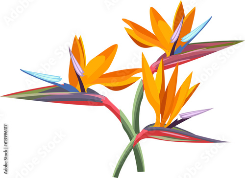tropical flower. Strelitzia orange tropical flower. Exotic tropical Strelitzia flower or bird of paradise.realistic style, transparent, png, flat, cartoon