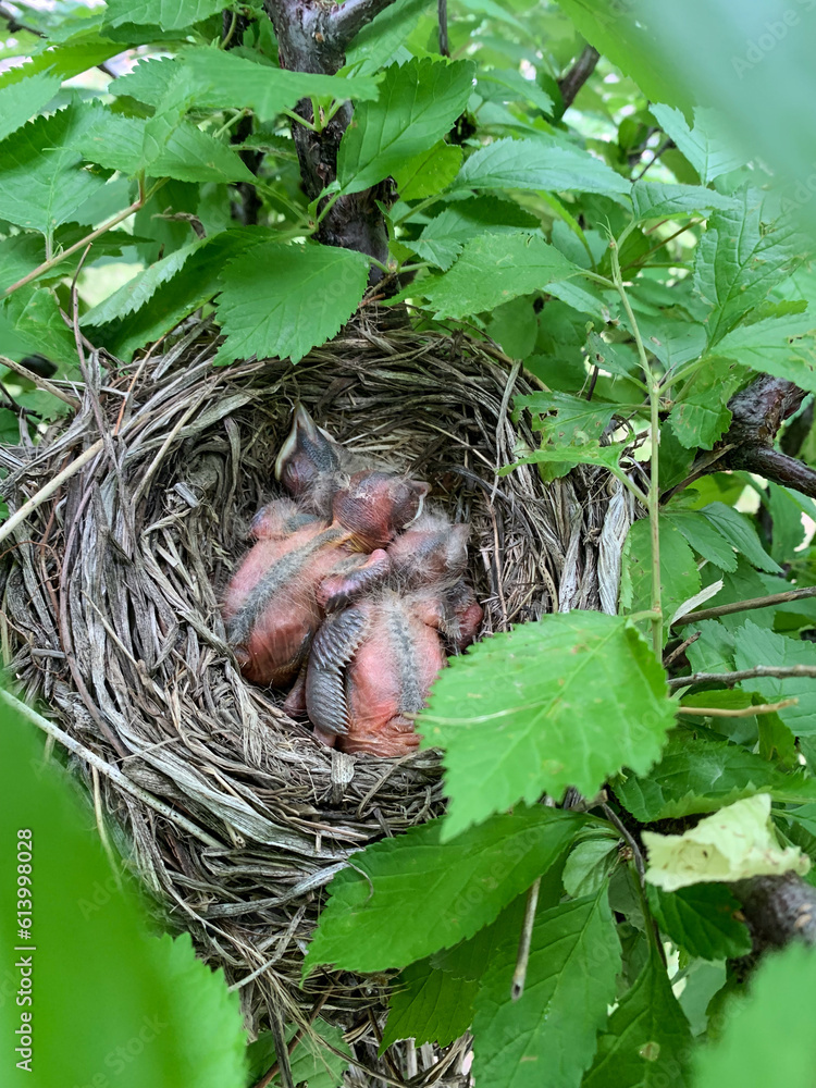 Little birds sleeping in the nest