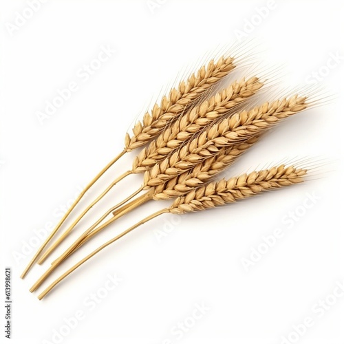 Wheat ears isolated on white background, wheat isolated into white background