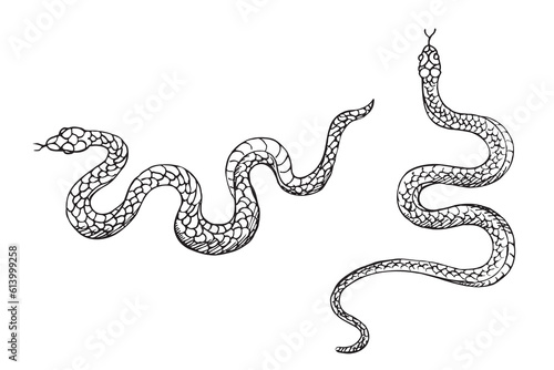 Snakes animal vector illustration hand drawn on isolated white background. Design element serpent for template, label, print, horoscope, t-shot, tattoo, logo