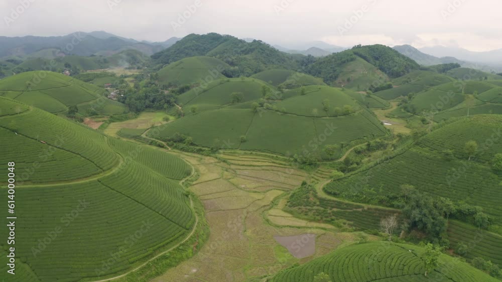 Aerial top view of green fresh tea or strawberry farm, agricultural plant fields with mountain hills in Asia. Rural area. Farm pattern texture. Nature landscape background, Long Coc, Vietnam. Aerial top view of green fresh tea or strawberry farm, agricultural plant fields with mountain hills in Asia. Rural area. Farm pattern texture. Nature landscape background, Long Coc, Vietnam.