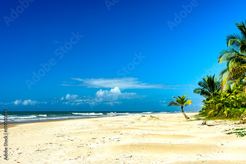 Fototapeta Naklejka Na Ścianę i Meble -  Coconut trees by the sea at the beautiful Sargi beach in Serra Grande on the coast of Bahia