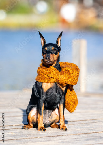 Black and tan miniature pinscher in a brown scarf sitting on the background of the river. Autumn dog portrait