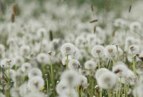 Dandelion field background. A lot of dandelion texture. Glade of dandelions juicy green summer lightness. Macro dandelions. Close dandelions. Summer dandelions. photo